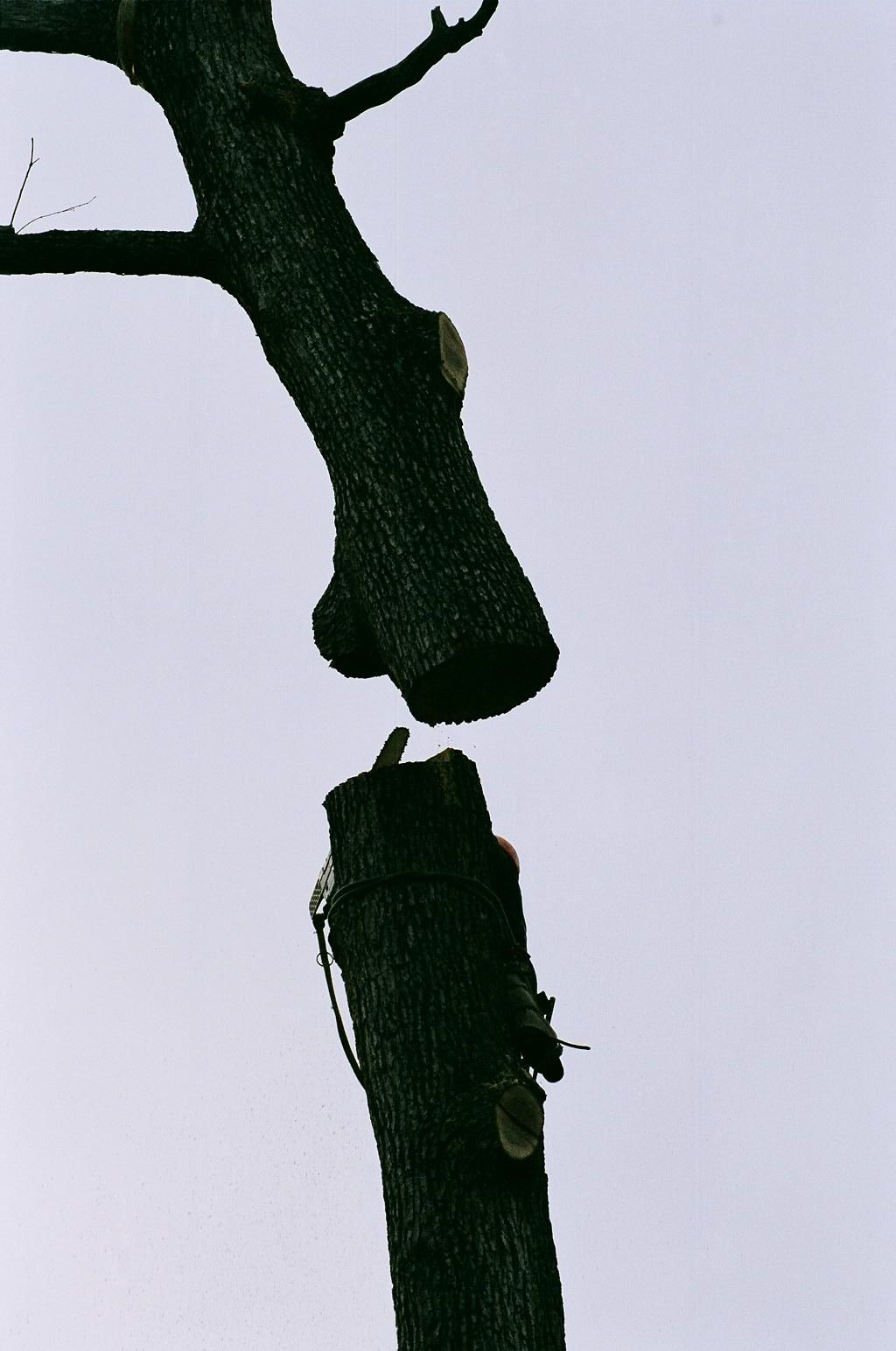 Man Climbing The Tree 5