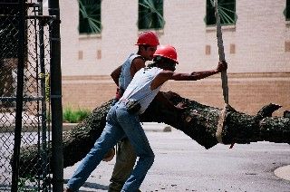 Two Men Pushing The Tree