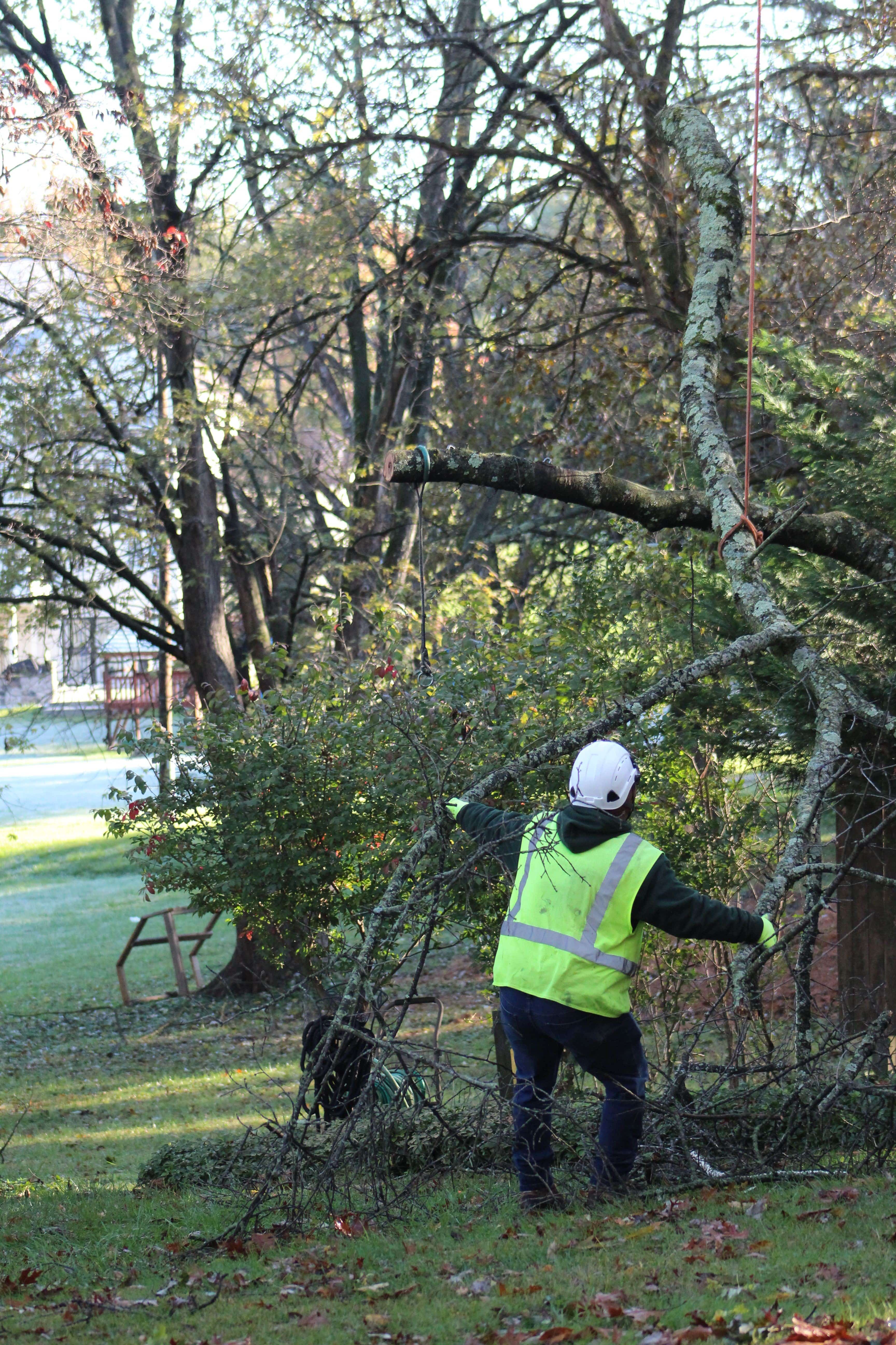 Branch Removal 1