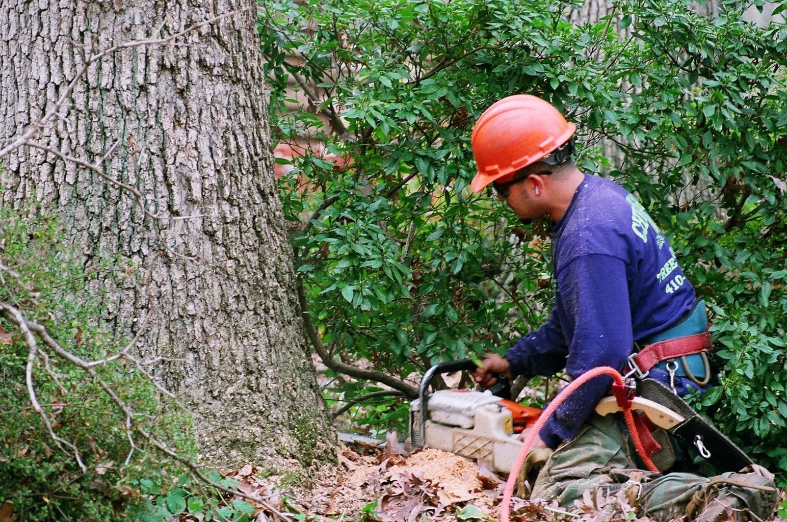 Man Cutting Trees