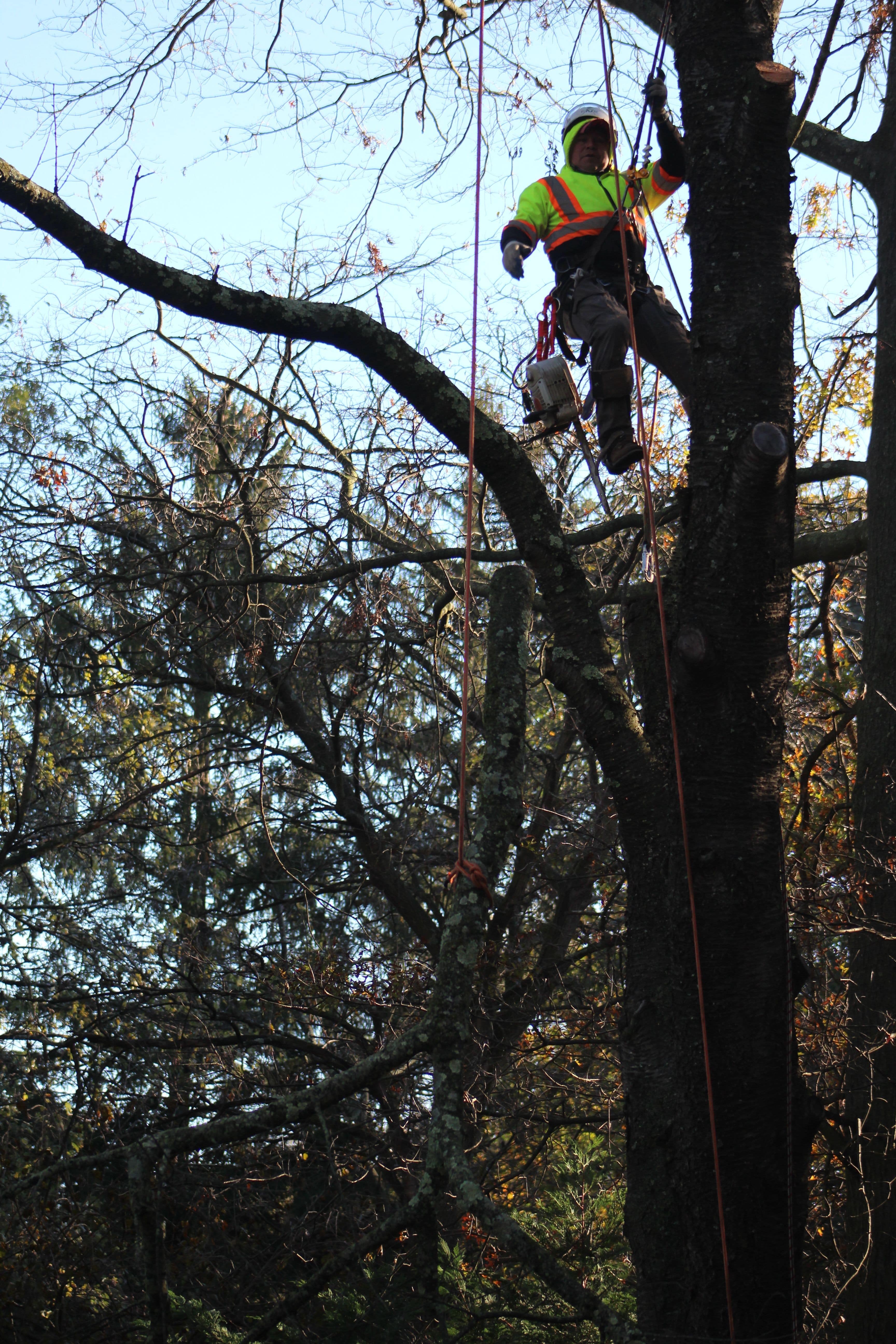 Man Climbing The Tree 12