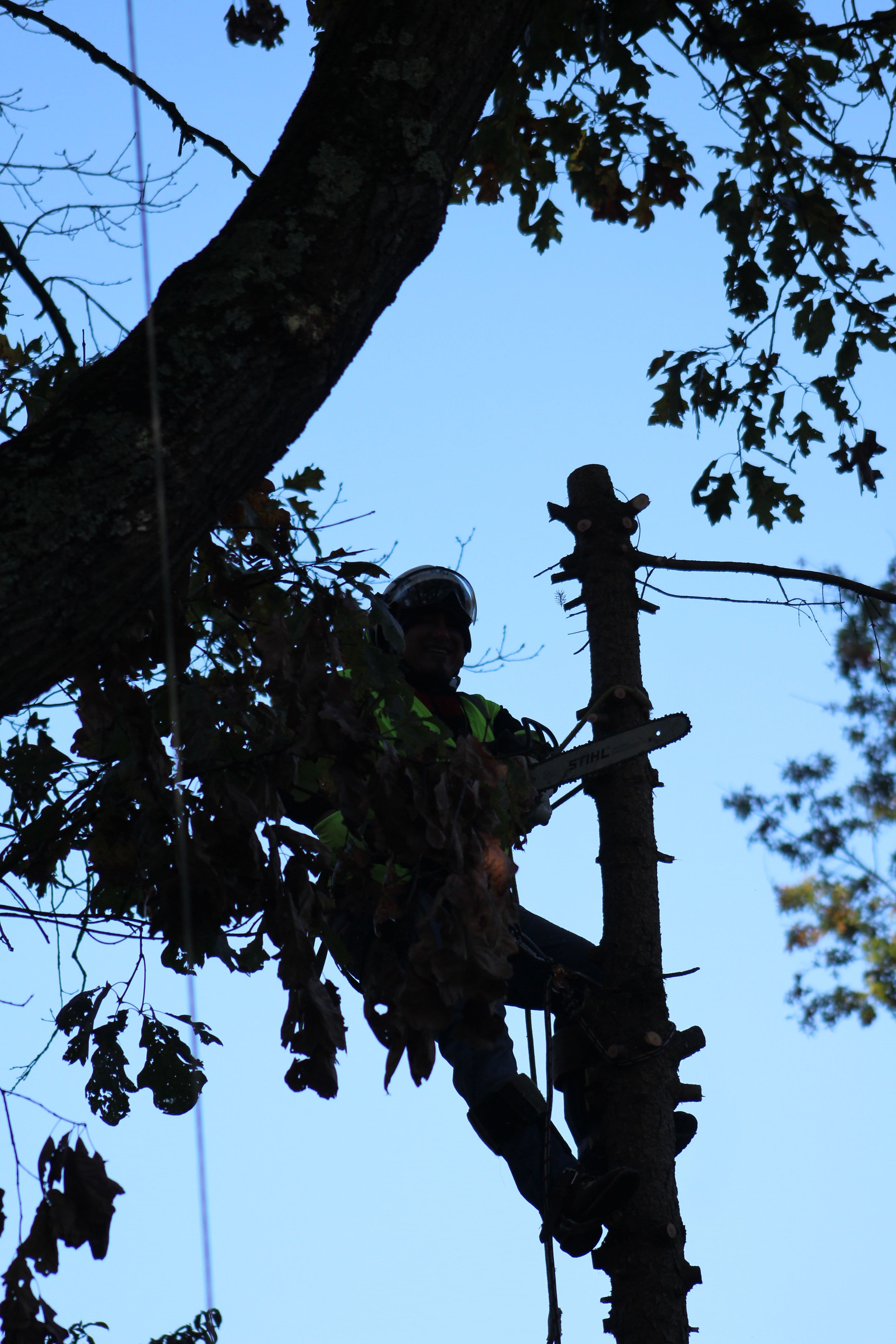 Man Cutting The Branches