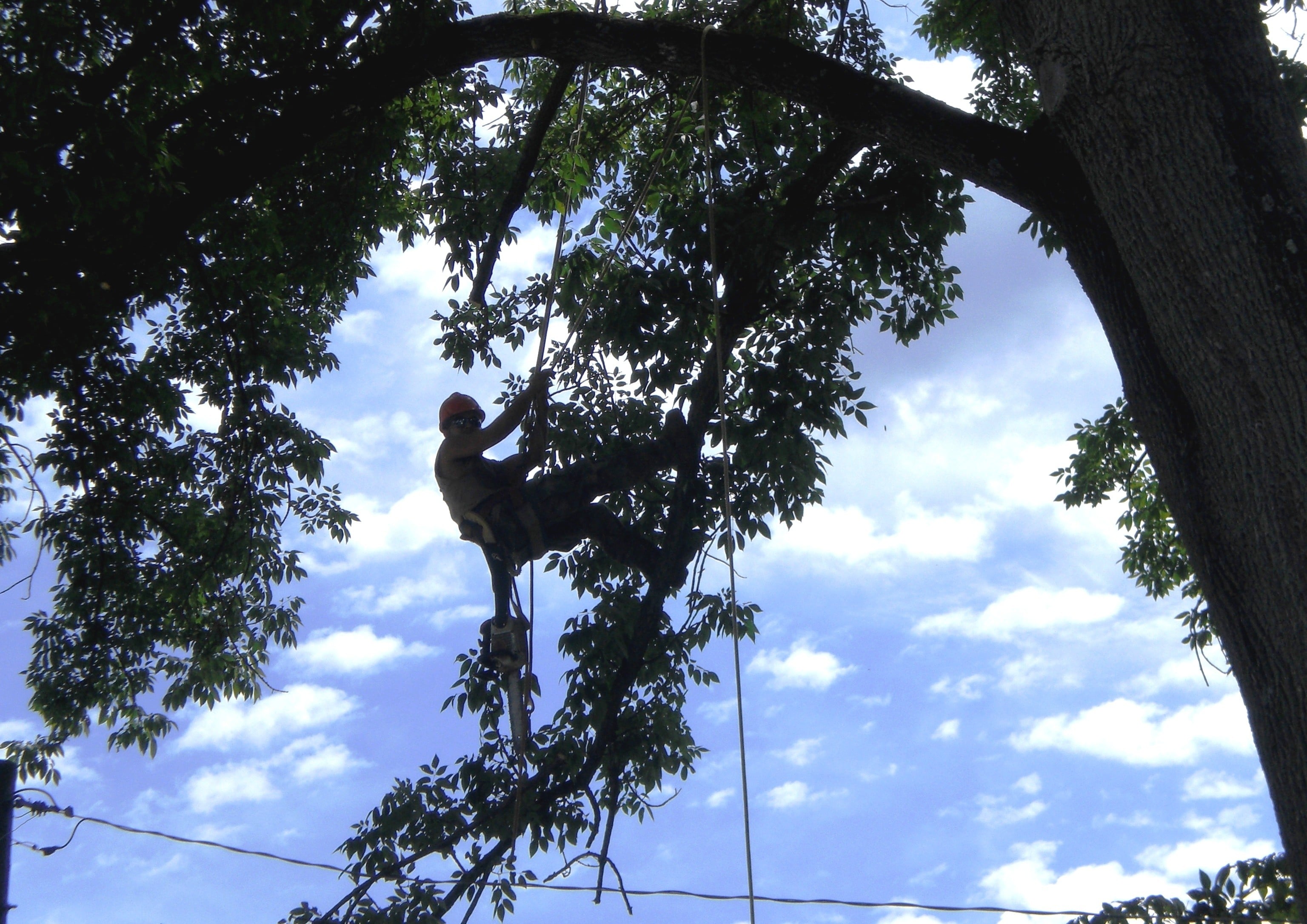 Man Climbing The Tree 1