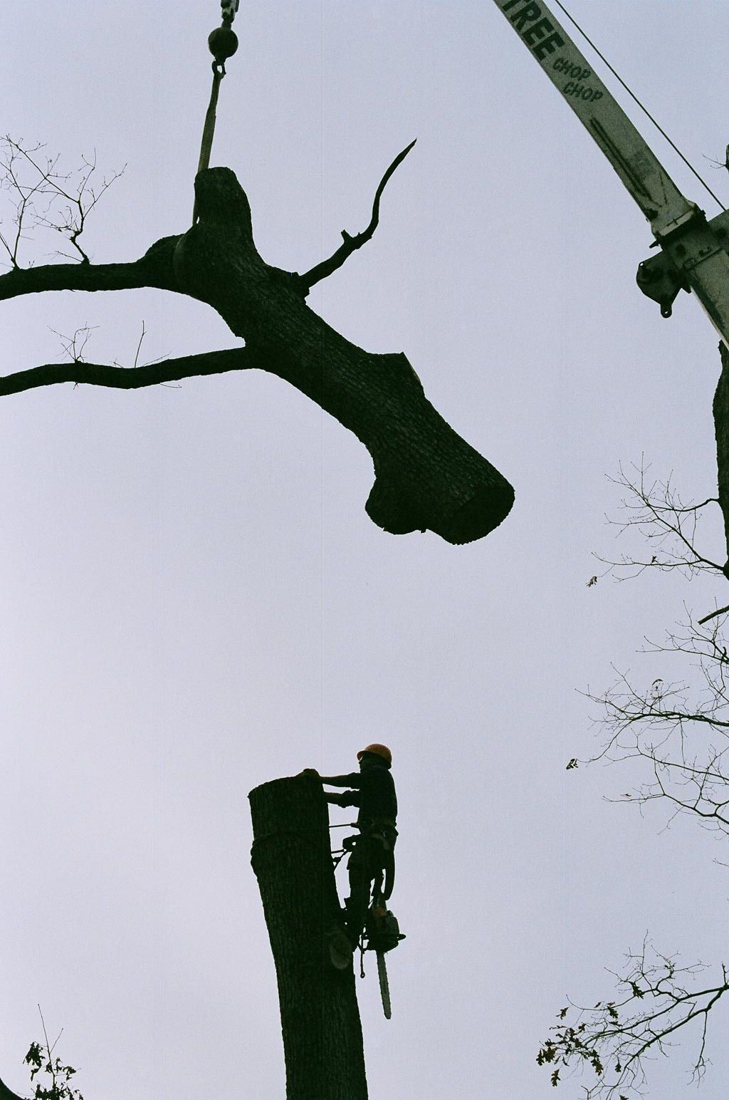 Man Climbing The Tree 4