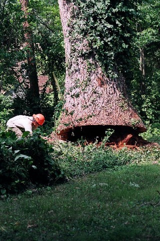 Man Cutting Big Trees