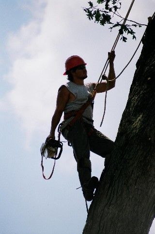 Man Climbing The Tree 2