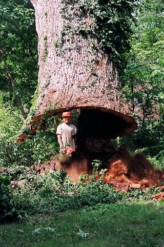 Man Standing Behind The Tree