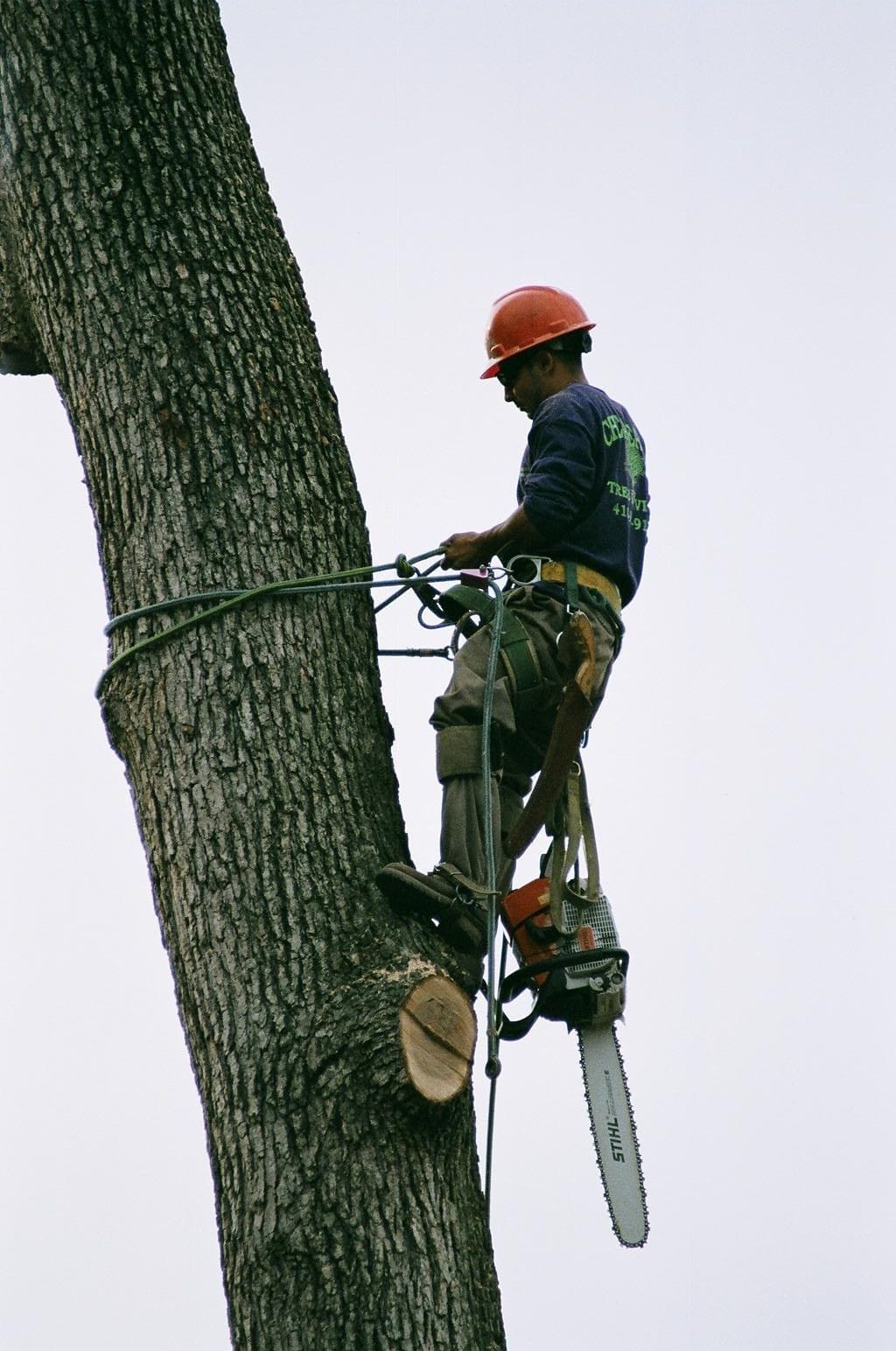 Man Climbing The Tree 7