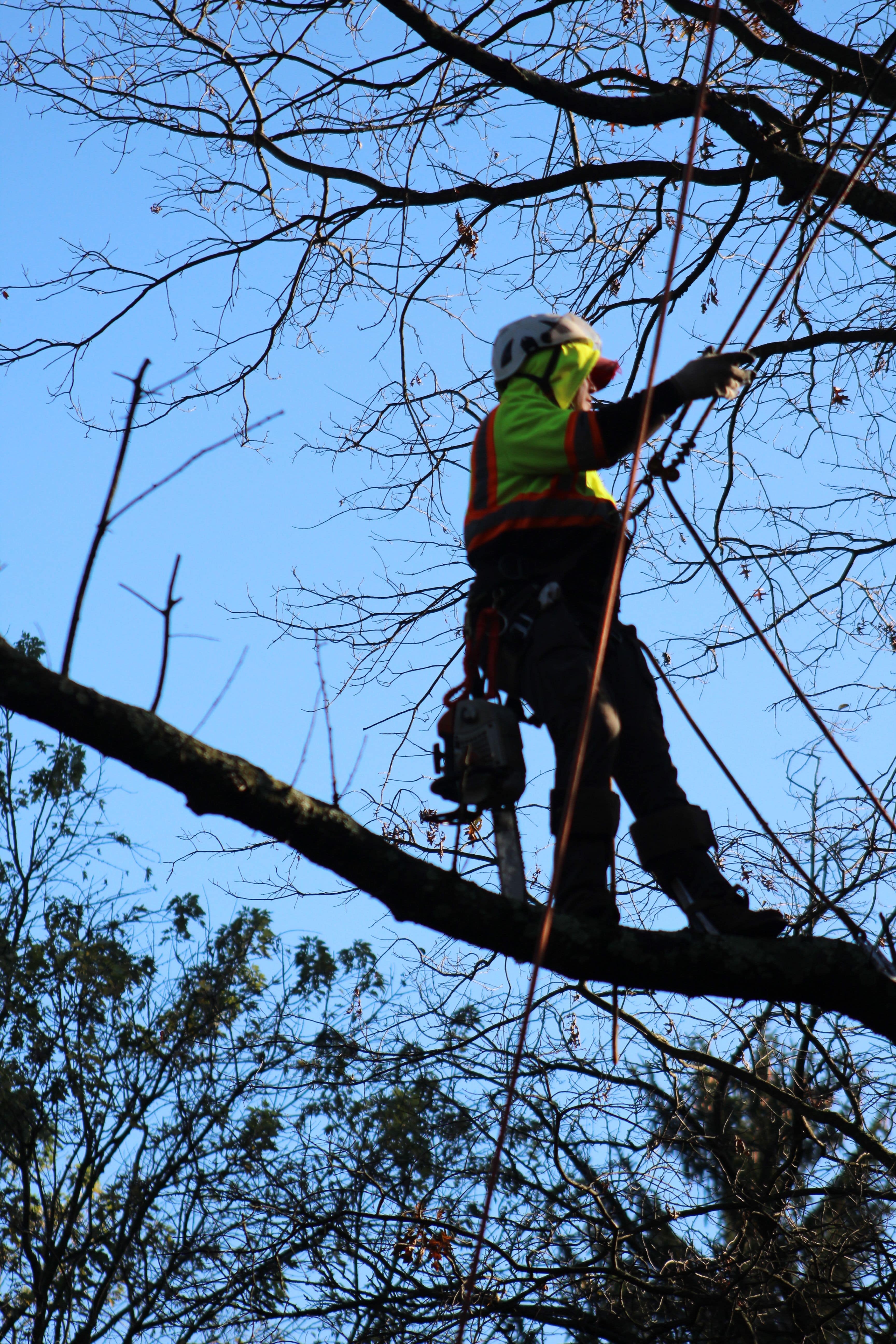 Man Climbing The Tree 3