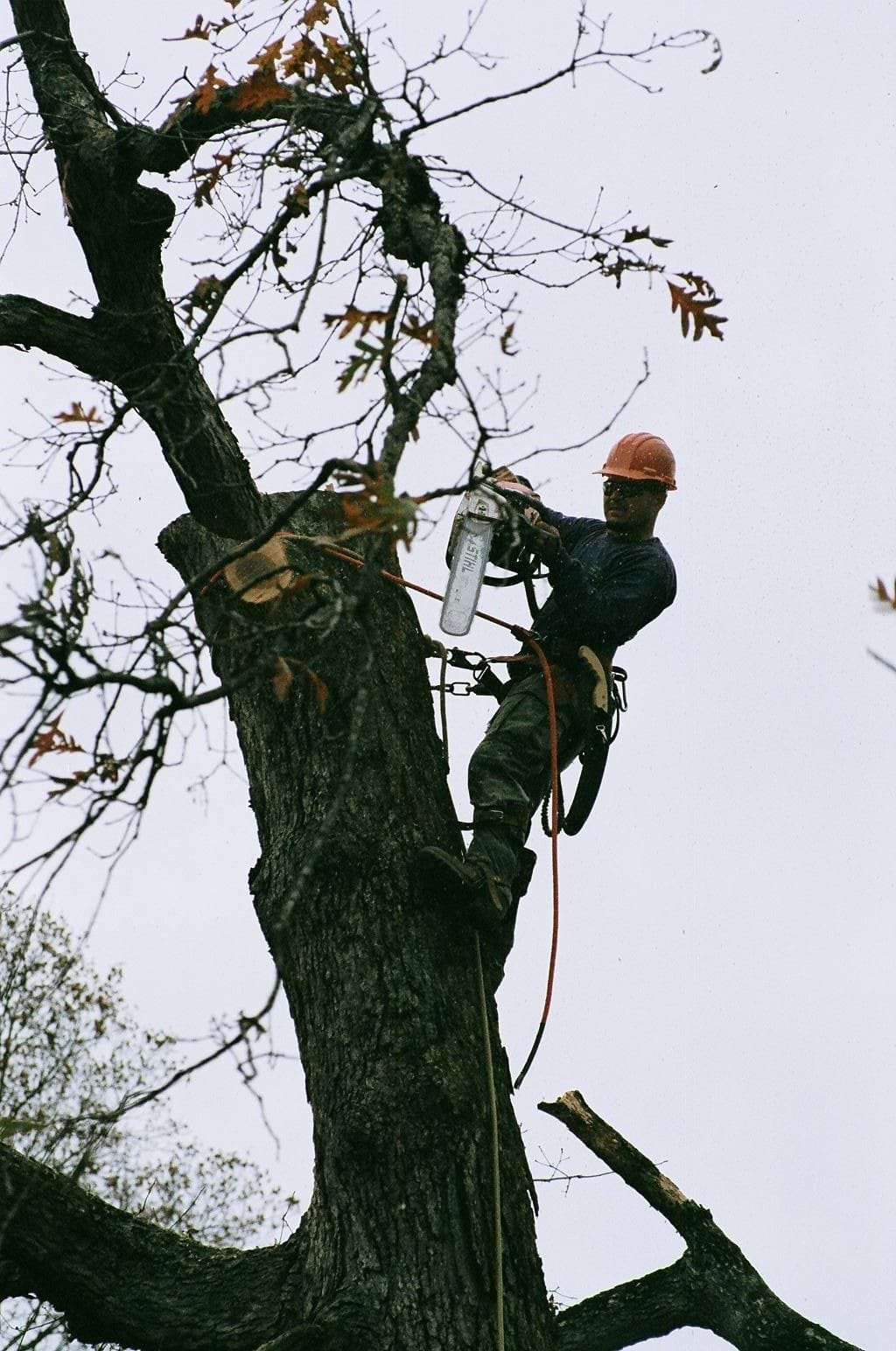 Man Climbing The Tree 8