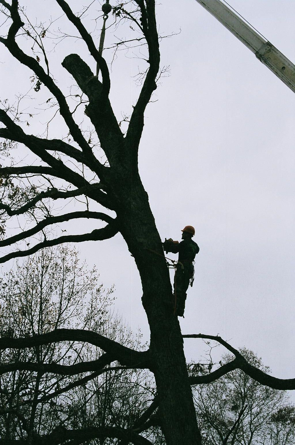 Man Climbing The Tree 10