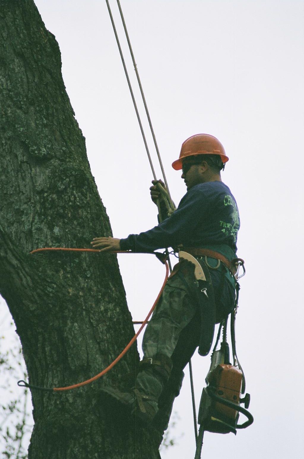 Man Climbing The Tree 11