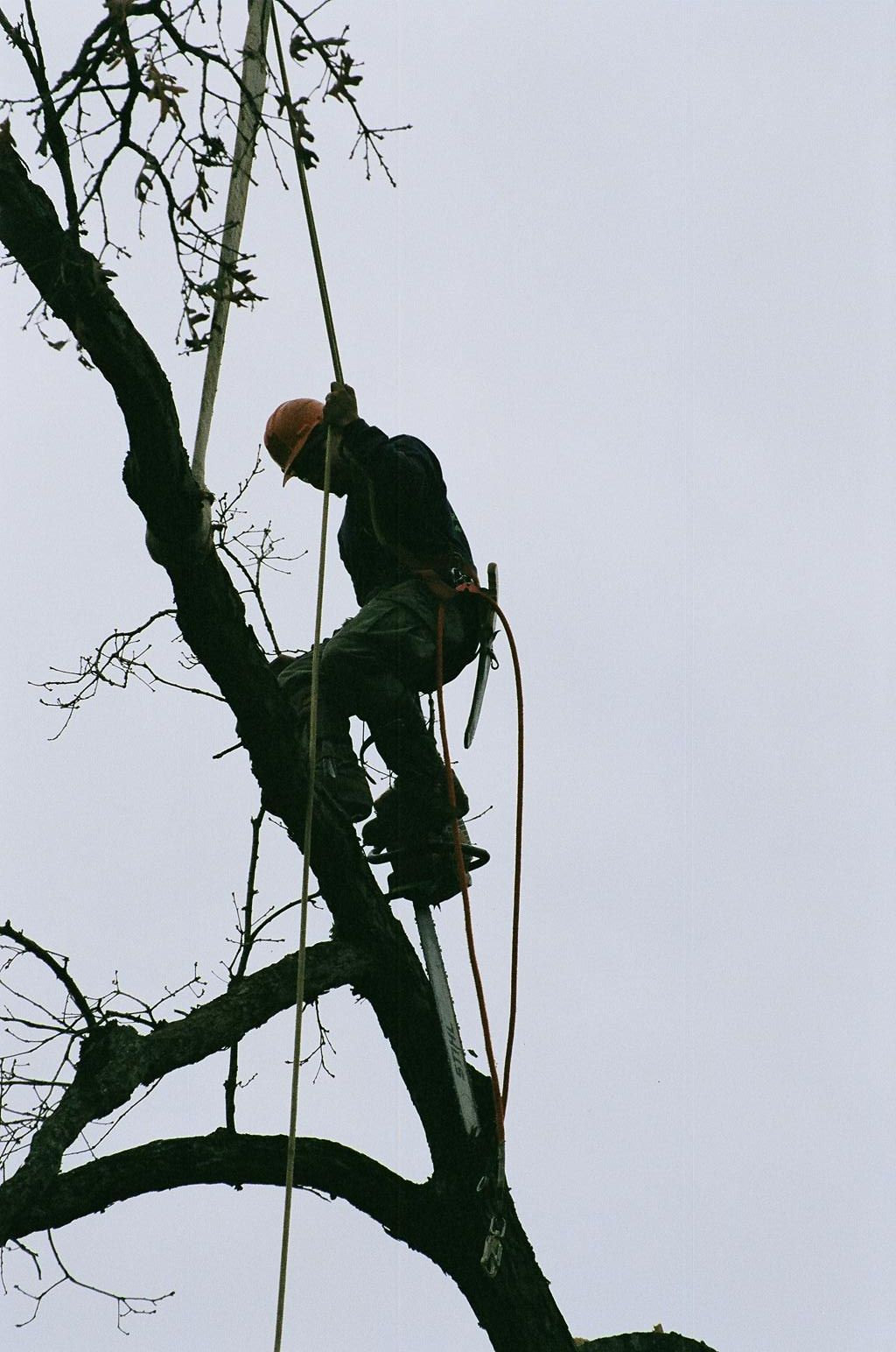 Man Climbing The Tree 9