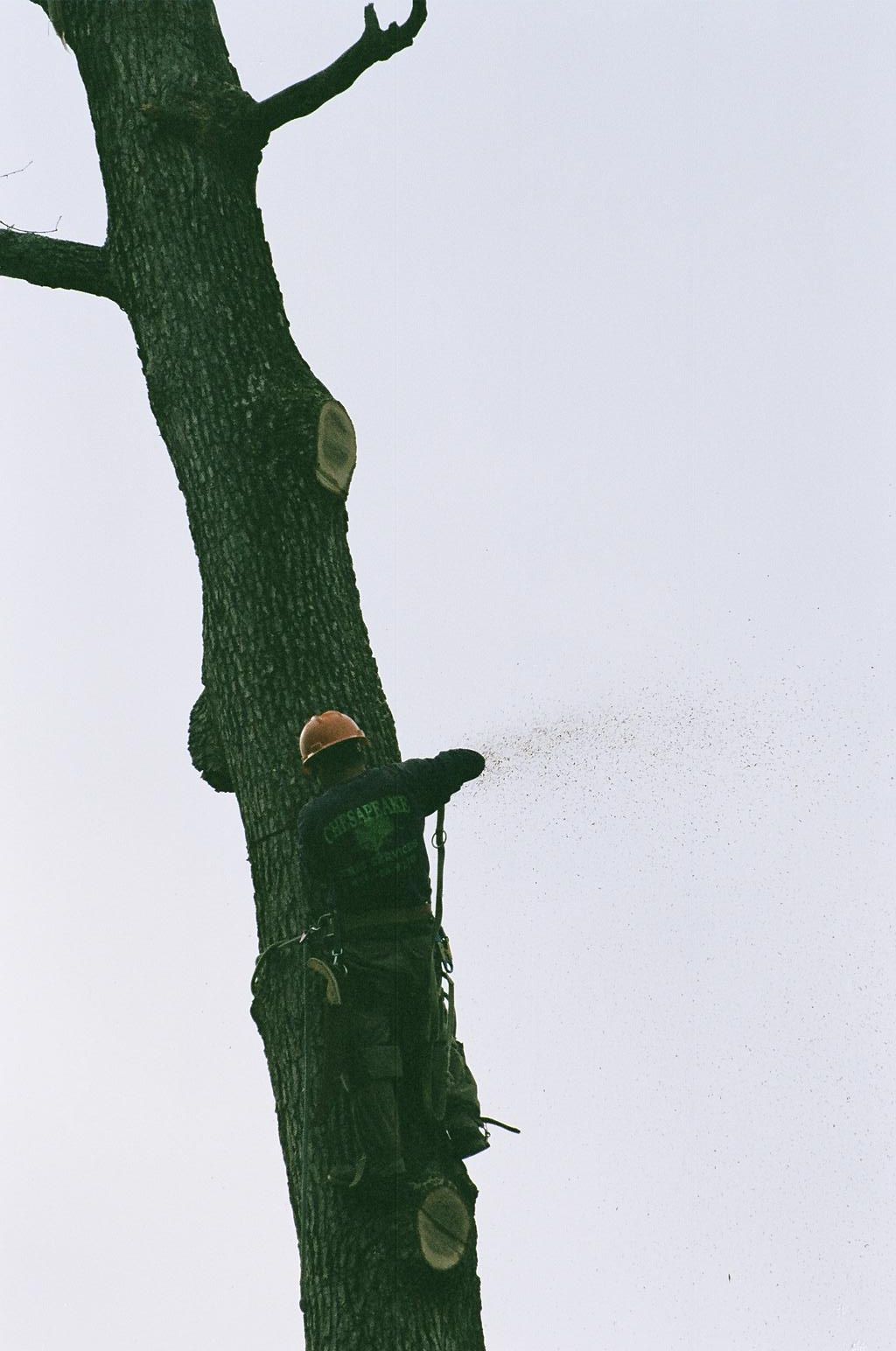 Man Climbing The Tree 6